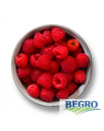 Begro Raspberries