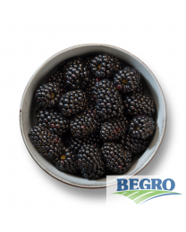 Begro Blackberries